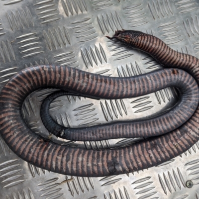 Pseudechis porphyriacus (Red-bellied Black Snake) at Tuggeranong, ACT - 27 Nov 2023 by HelenCross