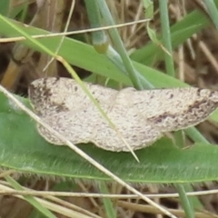 Taxeotis intextata (Looper Moth, Grey Taxeotis) at Callum Brae - 28 Nov 2023 by RobParnell