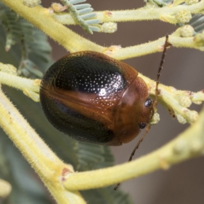 Dicranosterna immaculata (Acacia leaf beetle) at Weetangera, ACT - 23 Feb 2023 by AlisonMilton