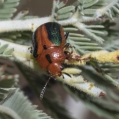 Calomela curtisi (Acacia leaf beetle) at Weetangera, ACT - 23 Feb 2023 by AlisonMilton