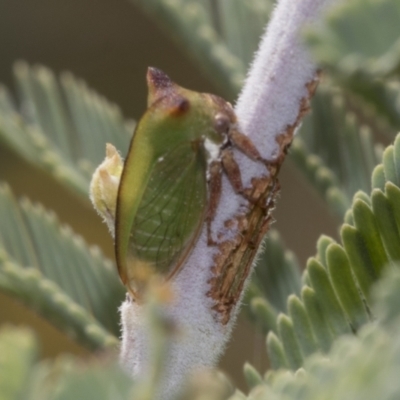 Sextius virescens (Acacia horned treehopper) at Weetangera, ACT - 24 Feb 2023 by AlisonMilton