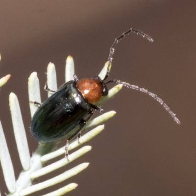 Adoxia benallae (Leaf beetle) at Weetangera, ACT - 24 Feb 2023 by AlisonMilton