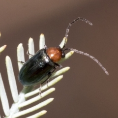 Adoxia benallae (Leaf beetle) at Weetangera, ACT - 23 Feb 2023 by AlisonMilton
