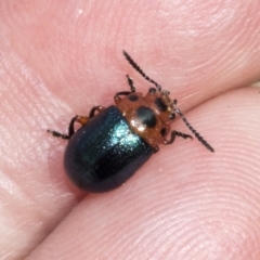 Calomela moorei (Acacia Leaf Beetle) at Weetangera, ACT - 23 Feb 2023 by AlisonMilton