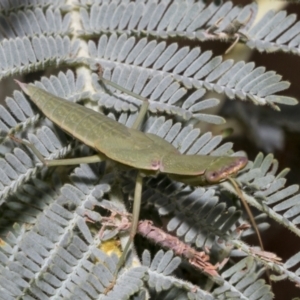 Orthodera ministralis at The Pinnacle - 24 Feb 2023