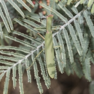 Orthodera ministralis at The Pinnacle - 24 Feb 2023