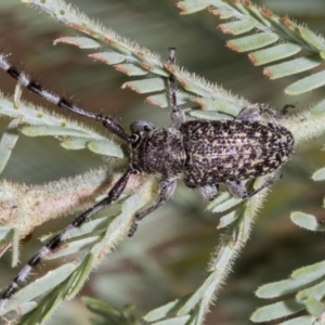 Ancita sp. (genus) at The Pinnacle - 24 Feb 2023