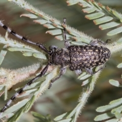 Ancita sp. (genus) (Longicorn or longhorn beetle) at Weetangera, ACT - 23 Feb 2023 by AlisonMilton