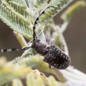 Ancita sp. (genus) at The Pinnacle - 24 Feb 2023