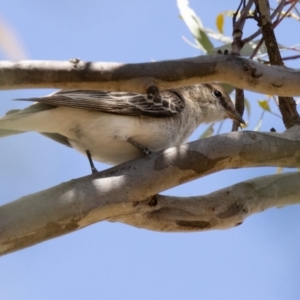 Lalage tricolor at Woodstock Nature Reserve - 26 Nov 2023