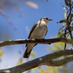 Lalage tricolor at Woodstock Nature Reserve - 26 Nov 2023