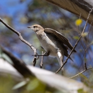 Lalage tricolor at Woodstock Nature Reserve - 26 Nov 2023 11:23 AM