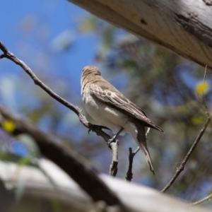 Lalage tricolor at Woodstock Nature Reserve - 26 Nov 2023