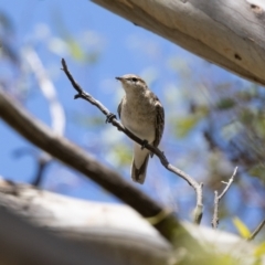 Lalage tricolor at Woodstock Nature Reserve - 26 Nov 2023