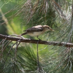 Lalage tricolor (White-winged Triller) at Jerrabomberra Wetlands - 27 Nov 2023 by richardm