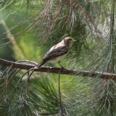 Lalage tricolor at Jerrabomberra Wetlands - 27 Nov 2023