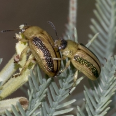 Calomela parilis (Leaf beetle) at Weetangera, ACT - 23 Feb 2023 by AlisonMilton