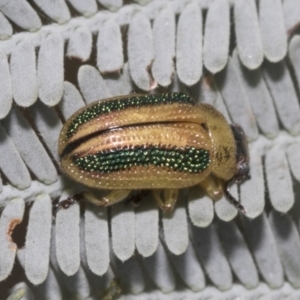 Calomela parilis at The Pinnacle - 24 Feb 2023 09:25 AM