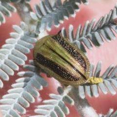 Calomela parilis (Leaf beetle) at Weetangera, ACT - 24 Feb 2023 by AlisonMilton