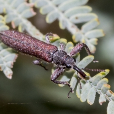 Rhinotia sp. (genus) (Unidentified Rhinotia weevil) at Weetangera, ACT - 23 Feb 2023 by AlisonMilton