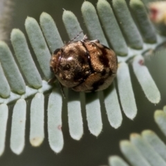 Elaphodes cervinus (Leaf beetle) at Weetangera, ACT - 23 Feb 2023 by AlisonMilton