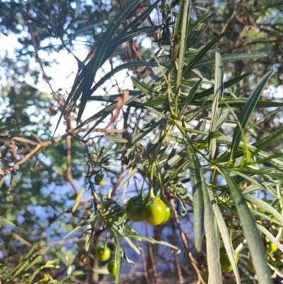 Solanum linearifolium (Kangaroo Apple) at Lake Burley Griffin West - 27 Nov 2023 by CReneeM