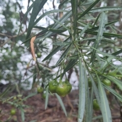 Solanum linearifolium at Lake Burley Griffin West - 27 Nov 2023 06:12 PM