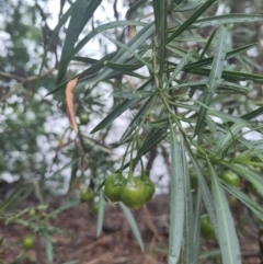 Solanum linearifolium at Lake Burley Griffin West - 27 Nov 2023