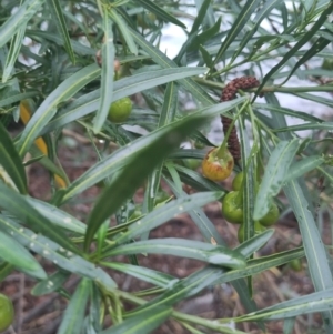 Solanum linearifolium at Lake Burley Griffin West - 27 Nov 2023