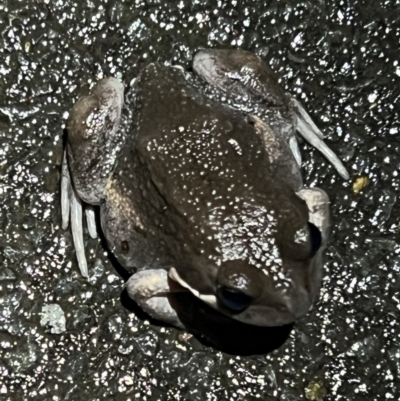 Limnodynastes dumerilii (Eastern Banjo Frog) at Latham, ACT - 28 Nov 2023 by JimL