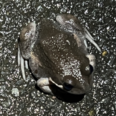 Limnodynastes dumerilii (Eastern Banjo Frog) at Umbagong District Park - 28 Nov 2023 by JimL