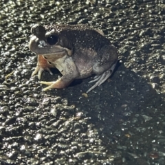 Limnodynastes dumerilii at Umbagong District Park - 28 Nov 2023 08:59 PM