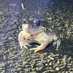 Limnodynastes dumerilii at Umbagong District Park - 28 Nov 2023 08:59 PM