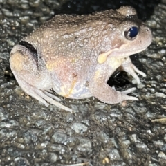 Limnodynastes dumerilii at Umbagong District Park - 28 Nov 2023