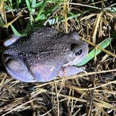 Limnodynastes dumerilii at Umbagong District Park - 28 Nov 2023 08:59 PM