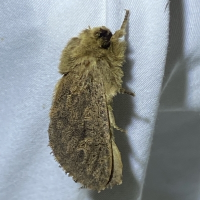 Oncopera (genus) (A Bardie moth) at Jerrabomberra, NSW - 28 Nov 2023 by SteveBorkowskis