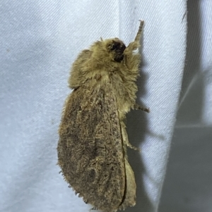 Oncopera (genus) at QPRC LGA - 28 Nov 2023