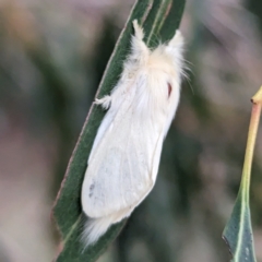 Trichiocercus sparshalli (Sparshall's Moth) at Lions Youth Haven - Westwood Farm A.C.T. - 27 Nov 2023 by HelenCross