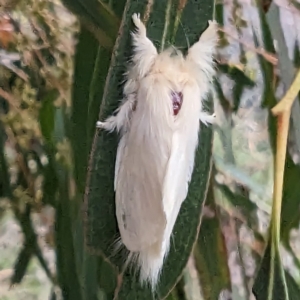 Trichiocercus sparshalli at Lions Youth Haven - Westwood Farm A.C.T. - 28 Nov 2023