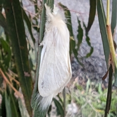 Trichiocercus sparshalli at Lions Youth Haven - Westwood Farm A.C.T. - 28 Nov 2023