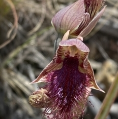 Calochilus platychilus (Purple Beard Orchid) at Denman Prospect, ACT - 29 Oct 2023 by Tapirlord