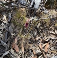 Calochilus platychilus at Denman Prospect 2 Estate Deferred Area (Block 12) - suppressed