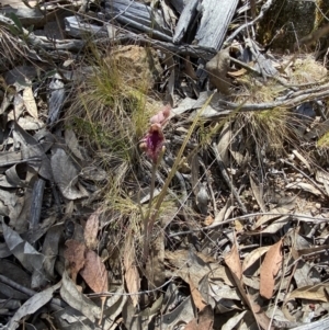 Calochilus platychilus at Denman Prospect 2 Estate Deferred Area (Block 12) - suppressed