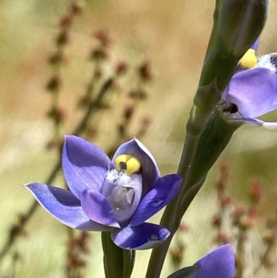 Thelymitra peniculata (Blue Star Sun-orchid) at Piney Ridge - 29 Oct 2023 by Tapirlord