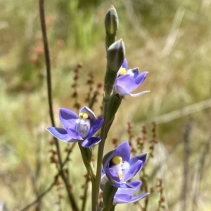 Thelymitra peniculata at Denman Prospect 2 Estate Deferred Area (Block 12) - suppressed