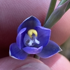 Thelymitra peniculata at Denman Prospect 2 Estate Deferred Area (Block 12) - suppressed