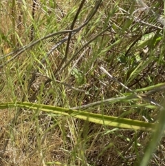 Thelymitra peniculata at Denman Prospect 2 Estate Deferred Area (Block 12) - 29 Oct 2023