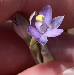 Thelymitra peniculata (Blue Star Sun-orchid) at Block 402 - 29 Oct 2023 by Tapirlord