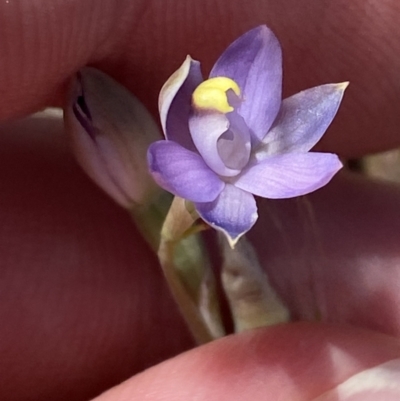 Thelymitra peniculata (Blue Star Sun-orchid) at Piney Ridge - 29 Oct 2023 by Tapirlord