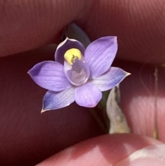 Thelymitra peniculata at Denman Prospect 2 Estate Deferred Area (Block 12) - suppressed